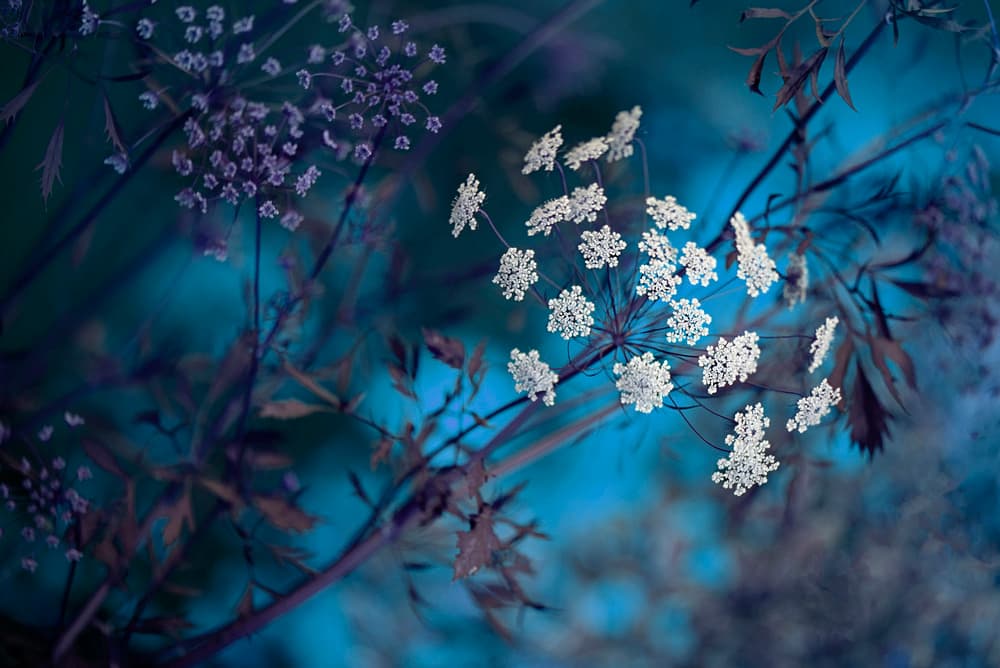 Ethereal Blue Flowers by Jacky Parker — canvas wall art