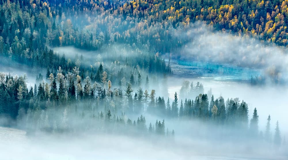 Misty Autumn Forest Valley
