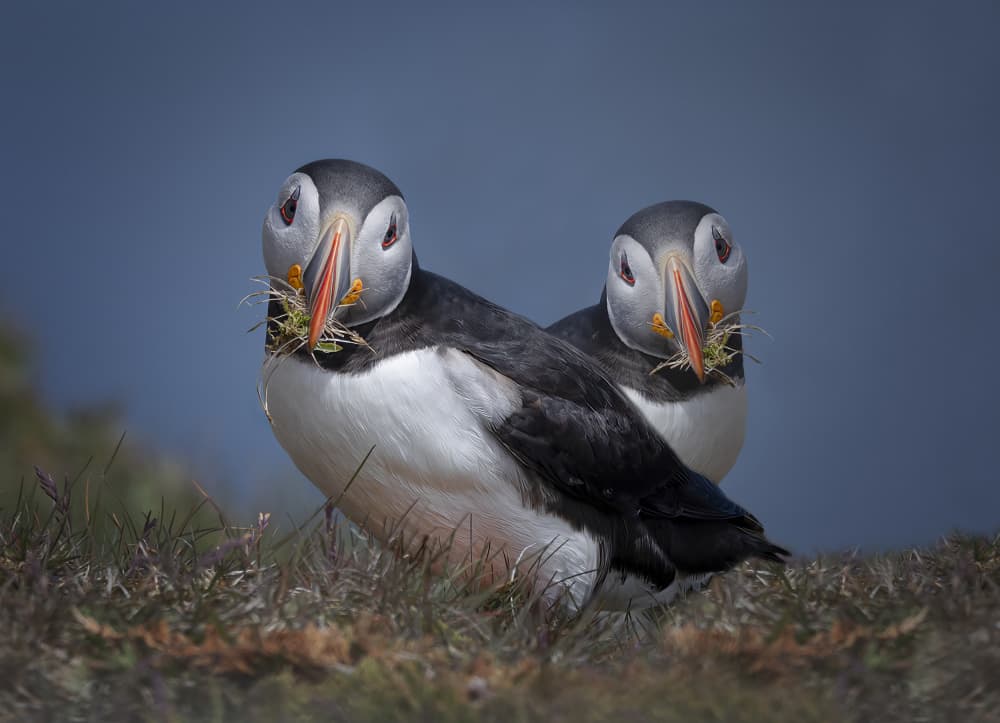 Curious Puffin Pair by Molly Fu APA — canvas wall art