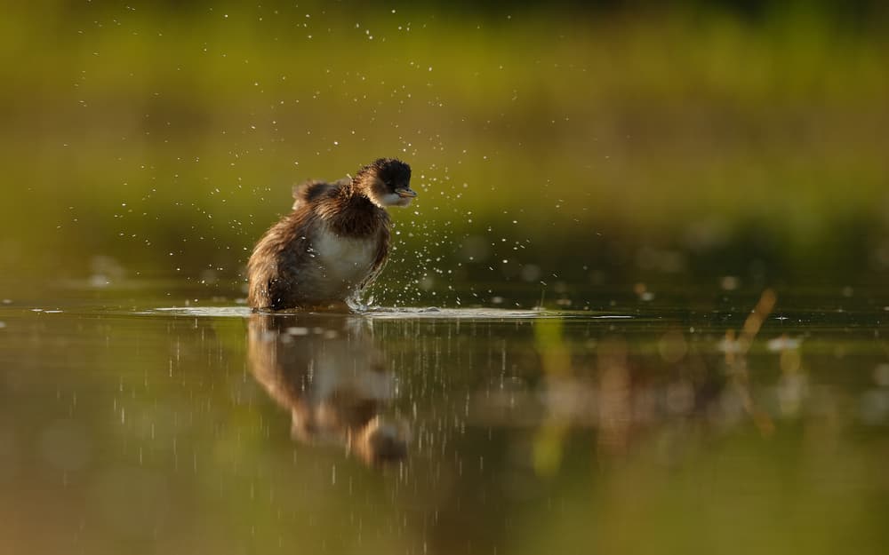 Baby Grebe Splashing Water by Assaf Gavra — canvas wall art