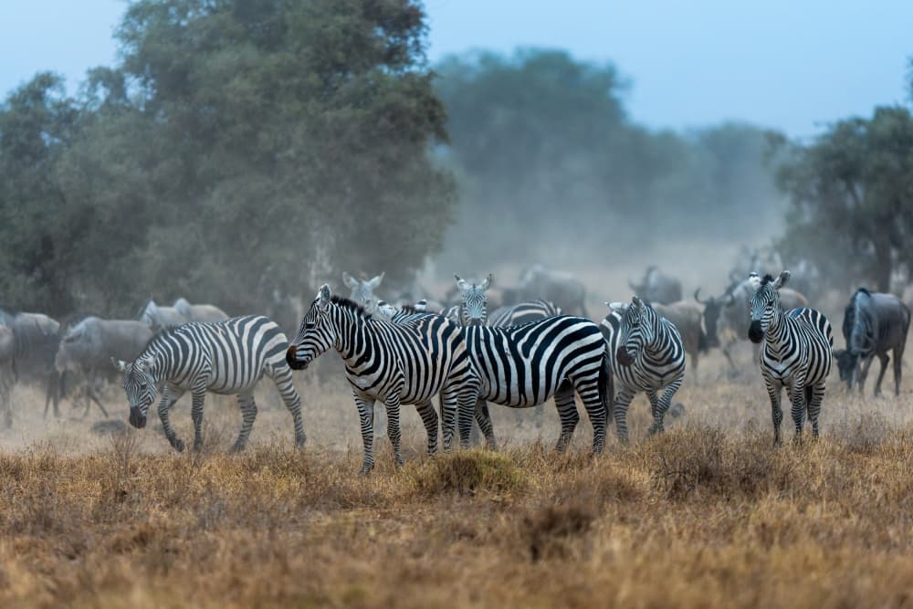 Dusty African Zebras by HuongHoang — canvas wall art