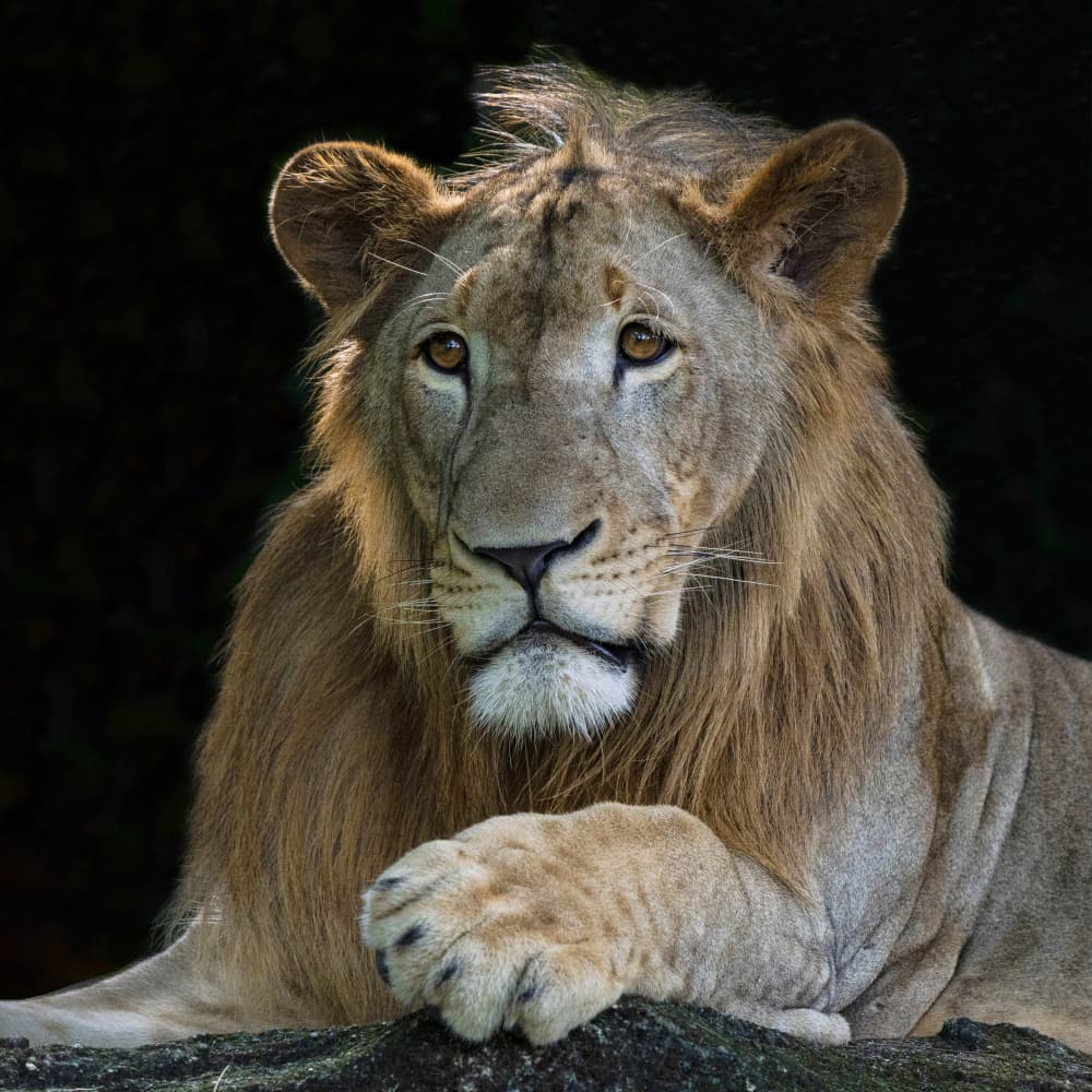 Majestic Lion Portrait by TWEE LIANG WONG — canvas wall art