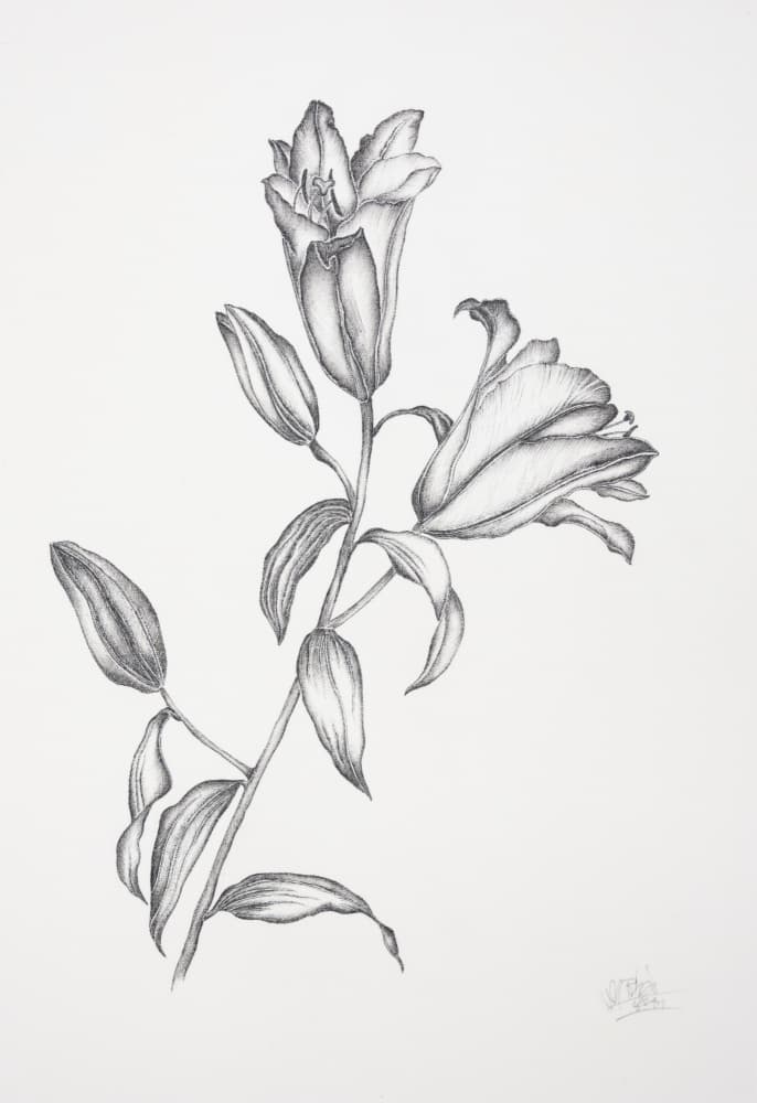 Elegant Lily Drawing