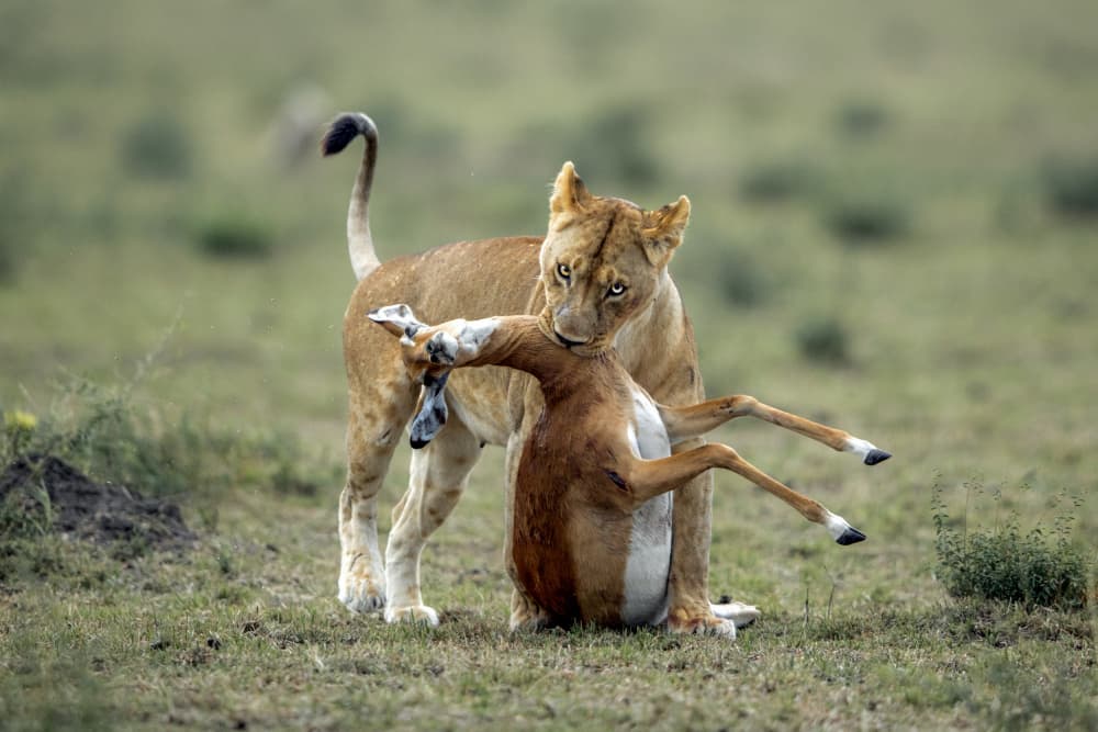 Lioness With Gazelle Prey by Roshkumar — canvas wall art