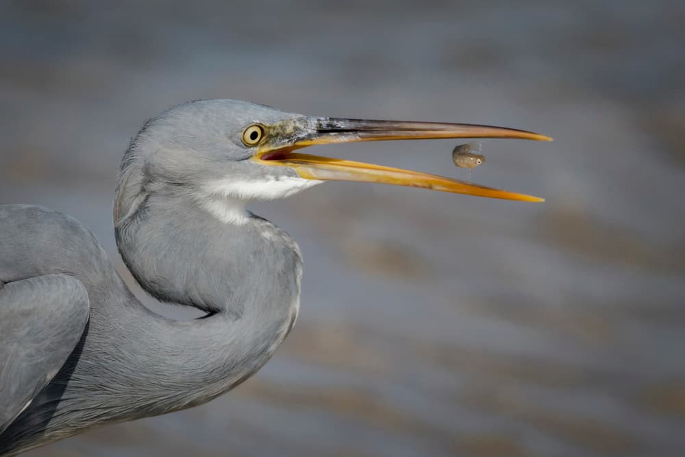 Heron Catches Fish by Roshkumar — canvas wall art