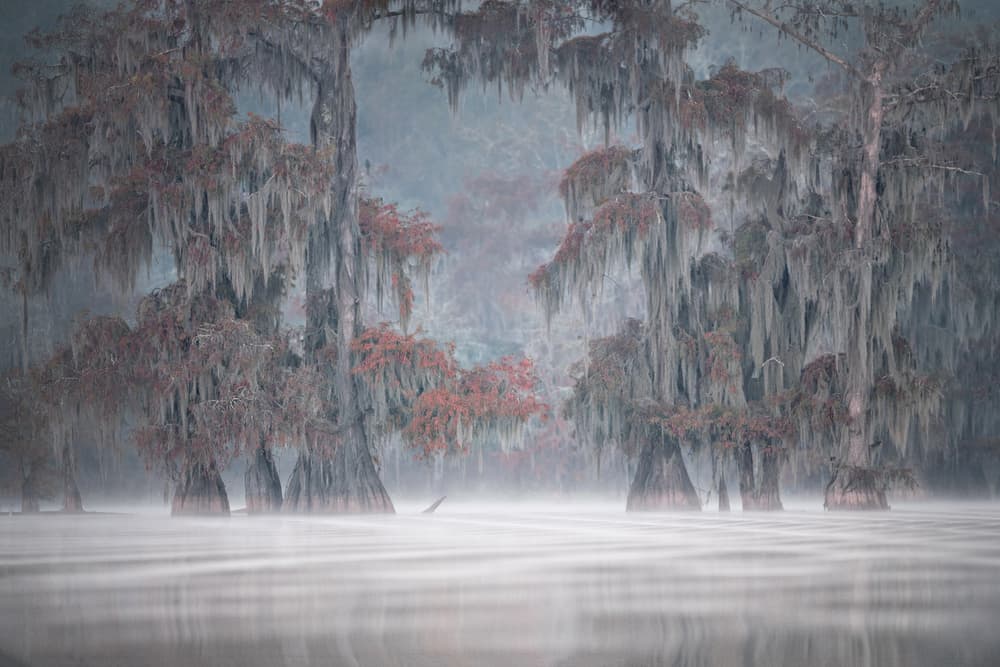 Ethereal Cypress Mist by Roberto Marchegiani — canvas wall art
