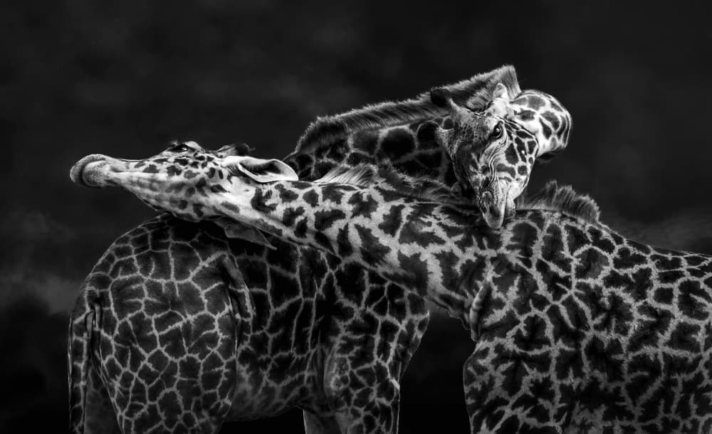 Gentle Giraffe Embrace by Joanna W — canvas wall art