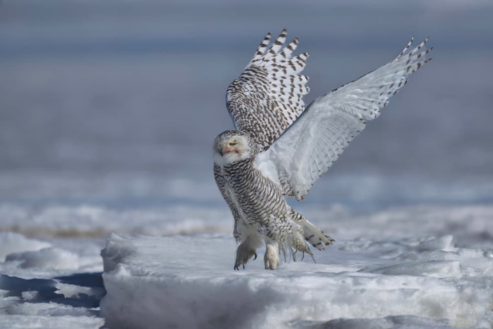 Snowy Owl Wings Spread by Gavin Lam — canvas wall art