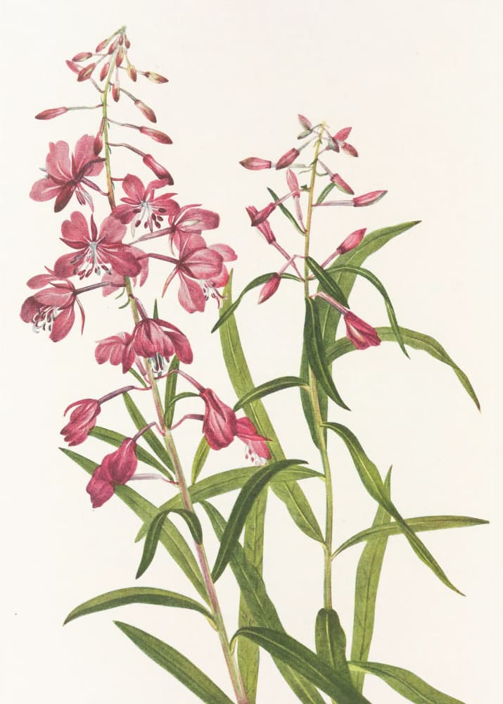 Fireweed From North American Wildflowers (1925) By Mary Vaux Walcott. by Mary Vaux Walcott — canvas wall art