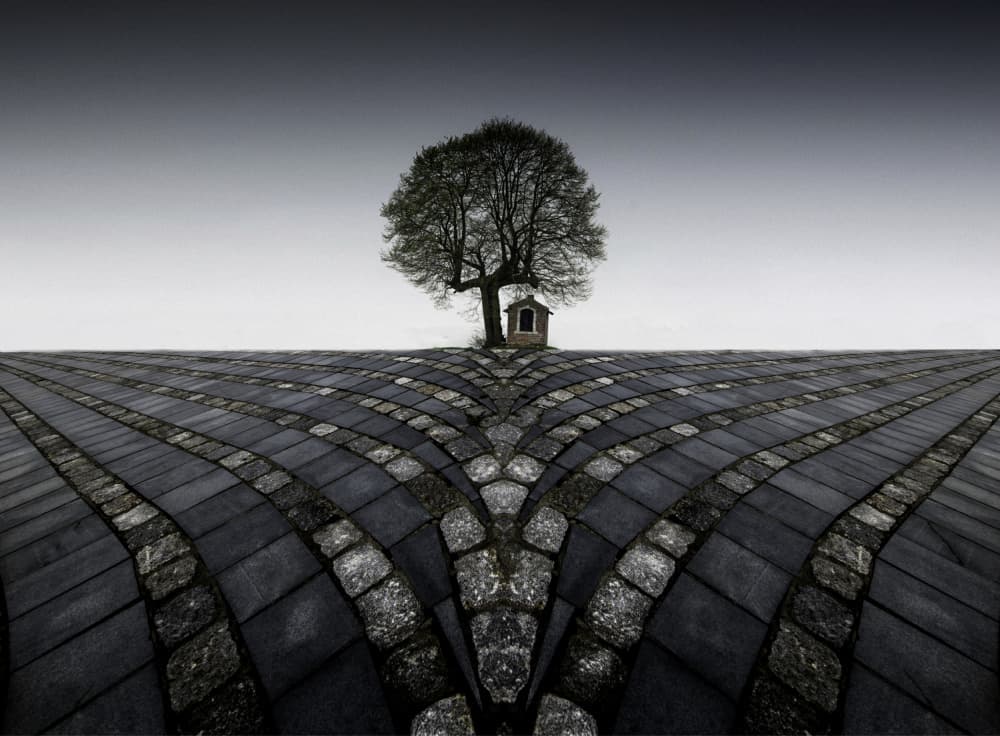 Solitary Tree Path by Maurits De Groen — canvas wall art