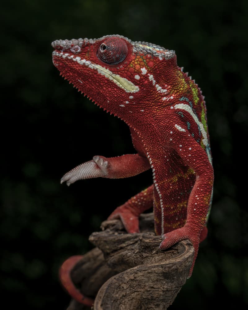 Vibrant Red Chameleon by Tantoyensen — canvas wall art