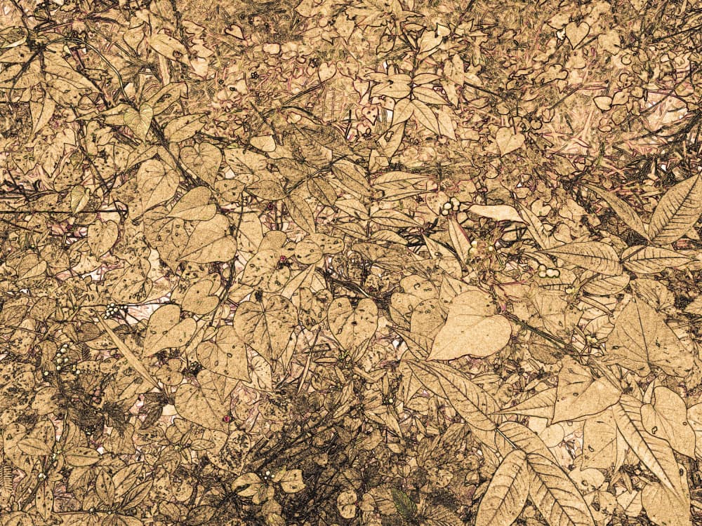 Intricate Sepia Foliage by Santhosh ch — canvas wall art