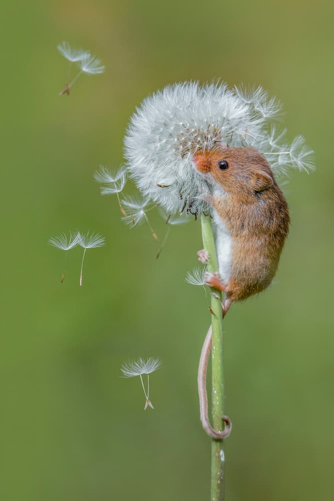 Harvest Mouse Dandelion by Kutub Uddin — canvas wall art