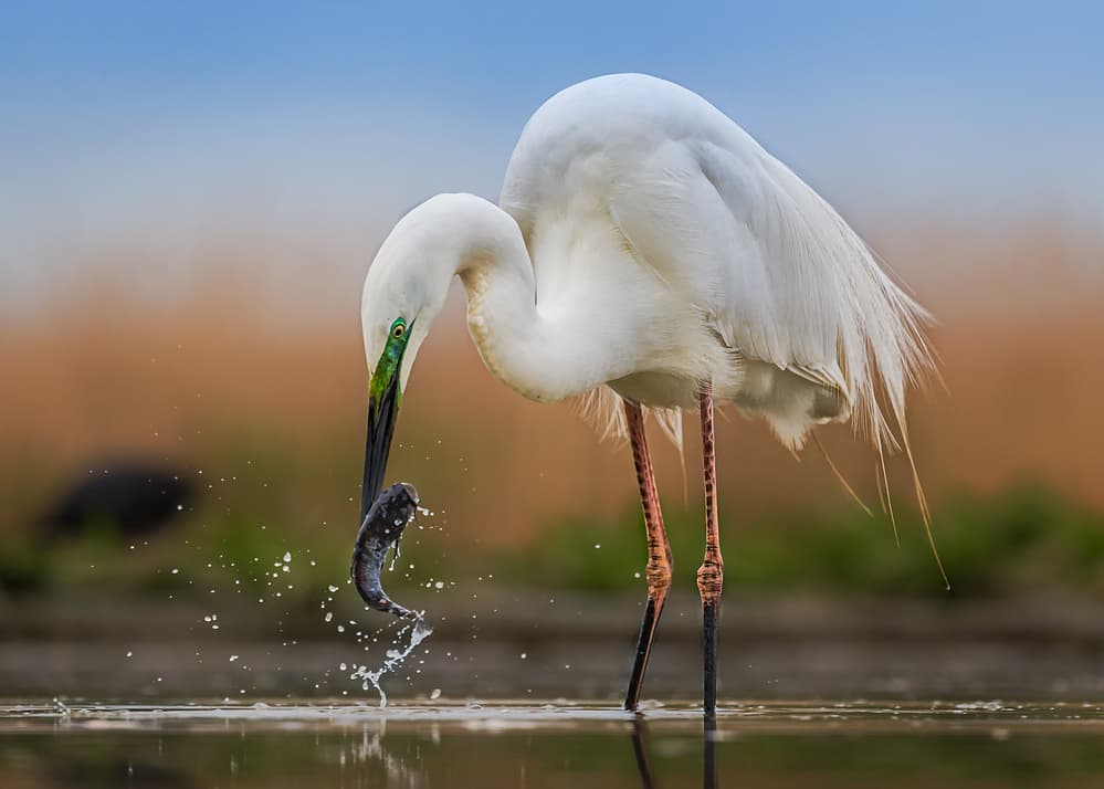 Great Egret Fishing by Annie Poreider — canvas wall art