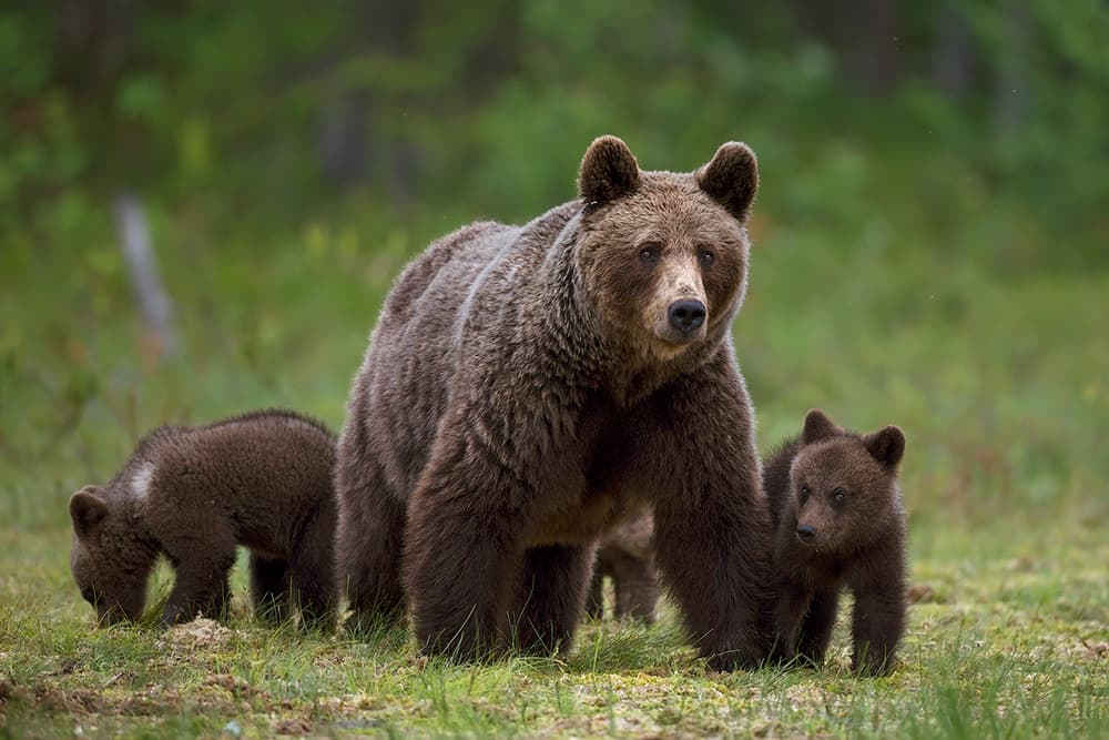 Mother Bear And Cubs by Marco Pozzi — canvas wall art
