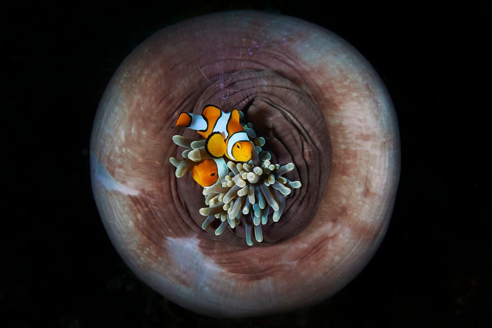 Clownfish Anemone Duo by Davide Lopresti — canvas wall art