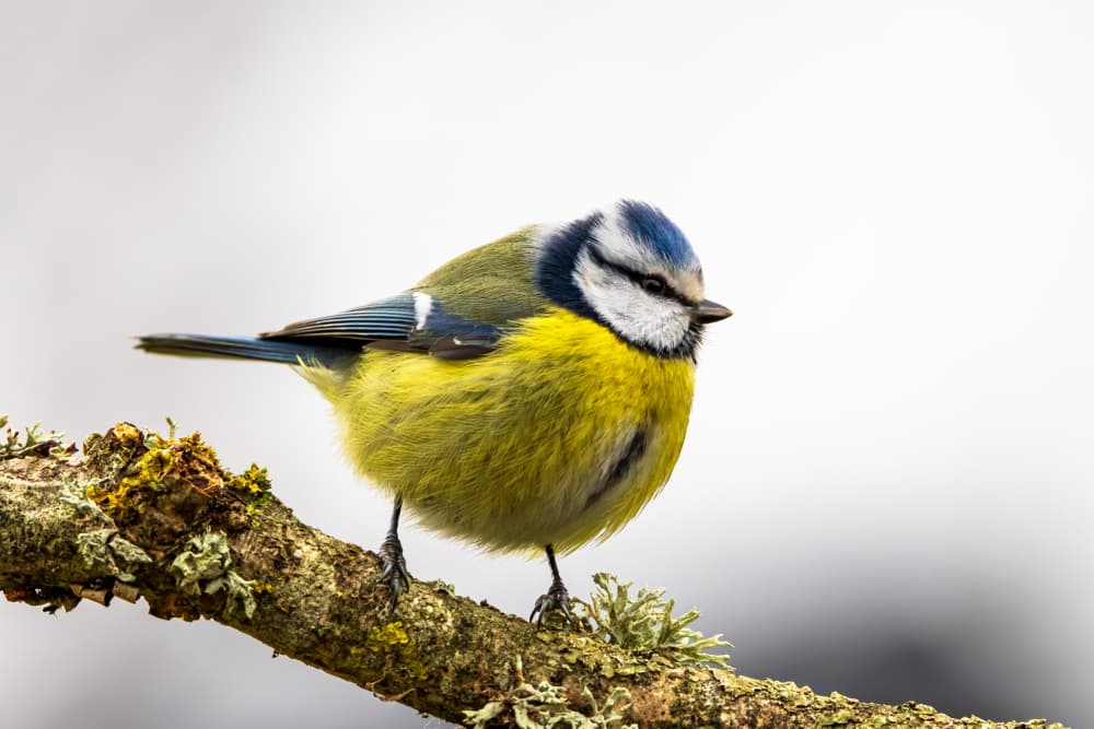 Vibrant Blue Tit Perched by Leif Løndal — canvas wall art