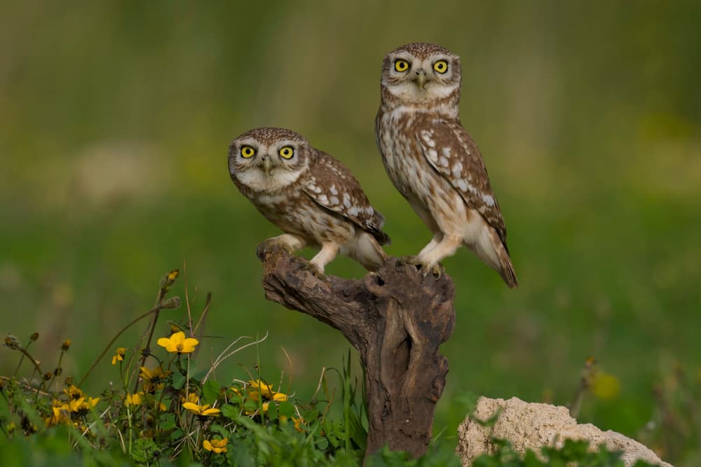 Two Little Owls Watching by David Manusevich — canvas wall art