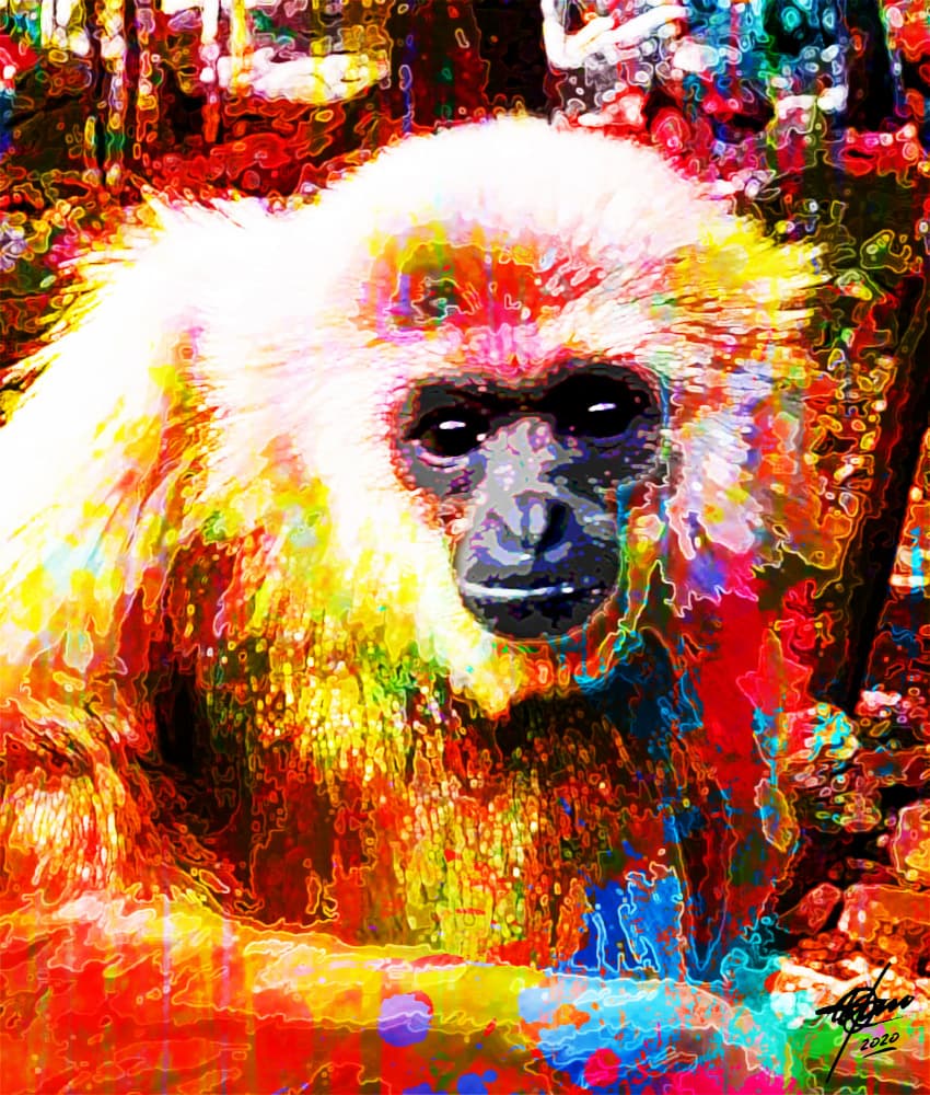 Vibrant Gibbon Portrait by Osvaldo Russo — canvas wall art