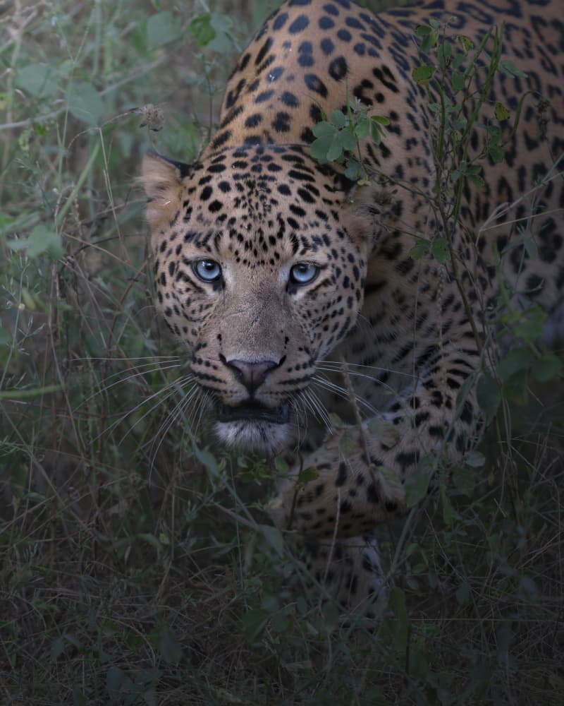 Blue Eyed Leopard Gaze by Chaitanya Rawat — canvas wall art