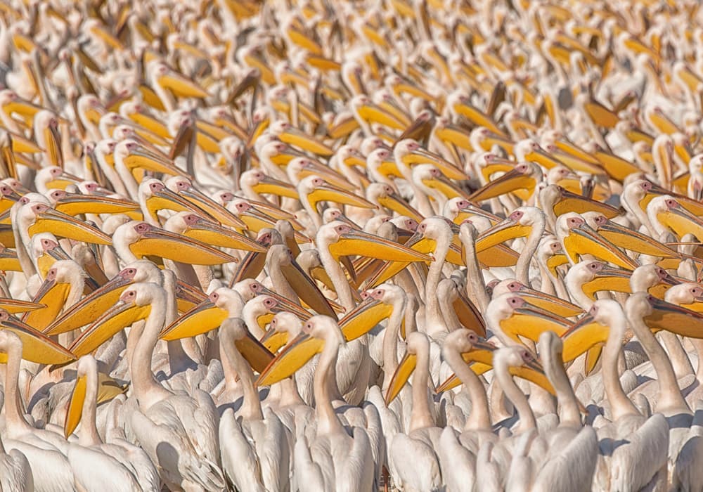 Sea of White Pelicans by Keren Or — canvas wall art