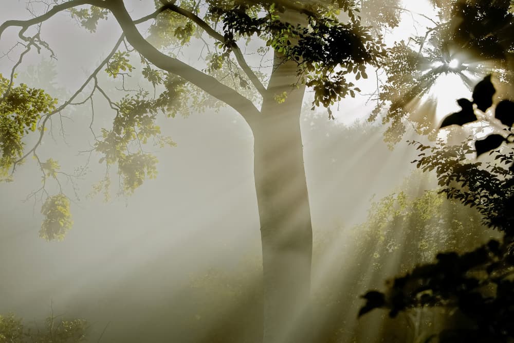 Misty Forest Light by Jørgen Wicklow — canvas wall art