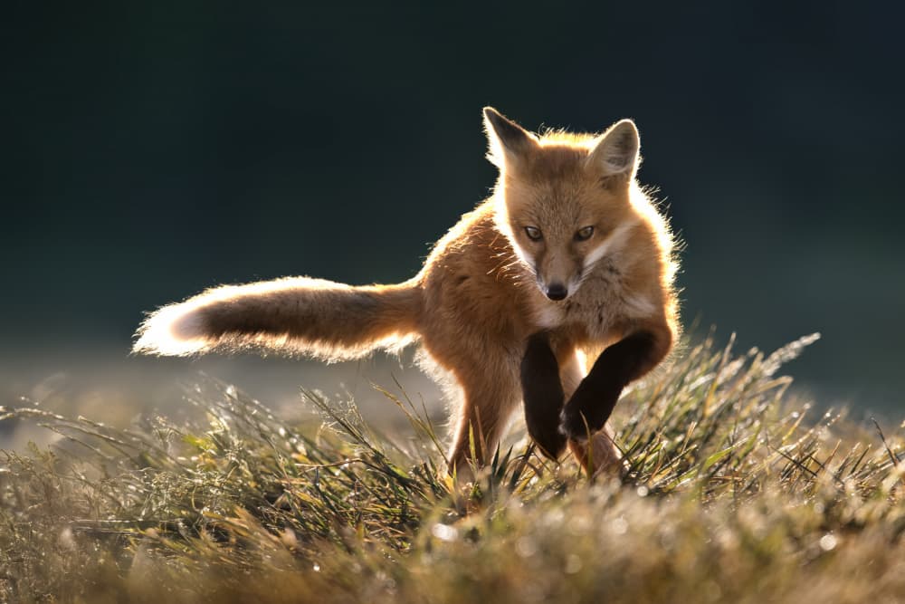 Leaping Golden Fox by Rob Li — canvas wall art