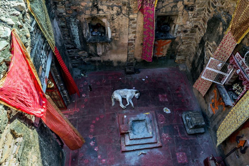 Ancient Temple Dog by Giuseppe DAmico — canvas wall art
