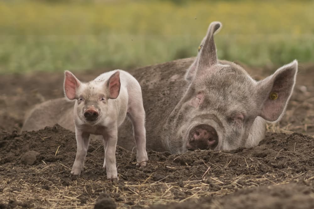 Curious Piglet Mud Bath by Gert van den Bosch — canvas wall art