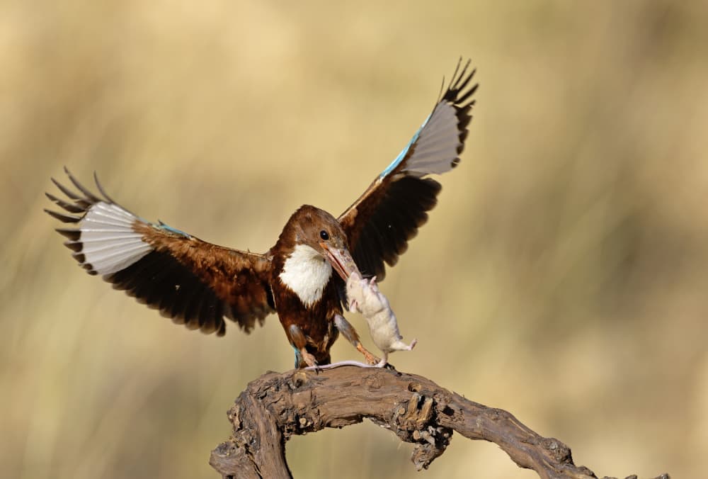 Kingfisher Catching Mouse by Shlomo Waldmann — canvas wall art