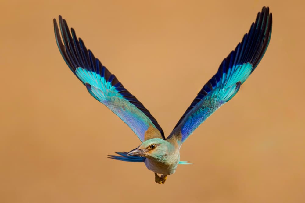 Vibrant Bird Takes Flight by David Manusevich — canvas wall art