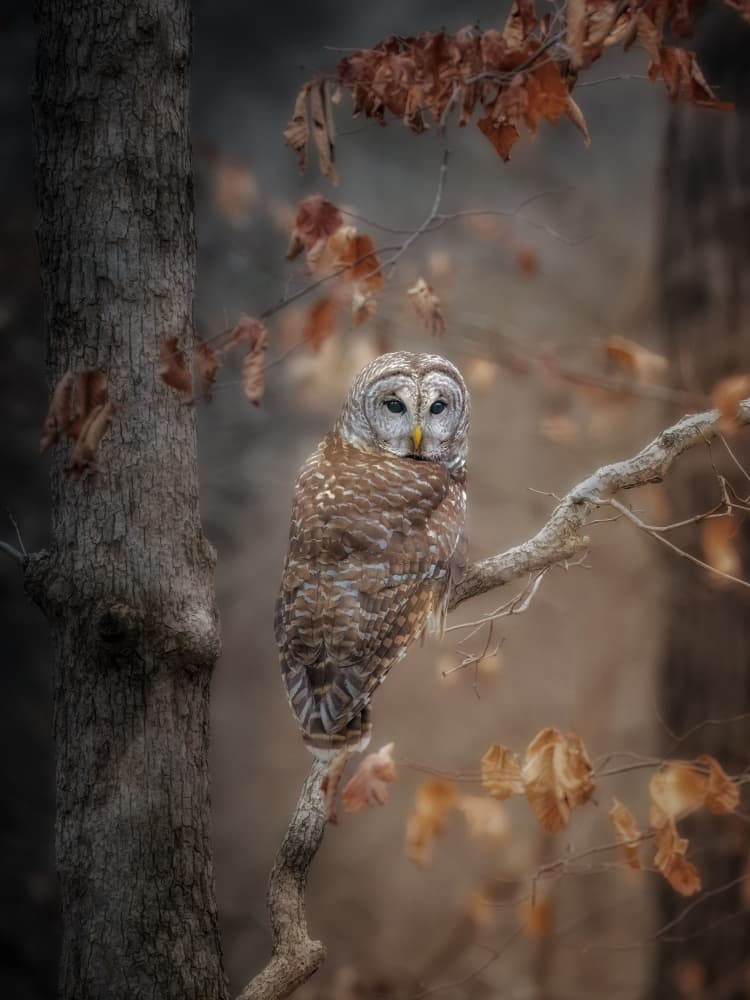 Autumn Owl Perch by Jacob (Jian) Xu — canvas wall art