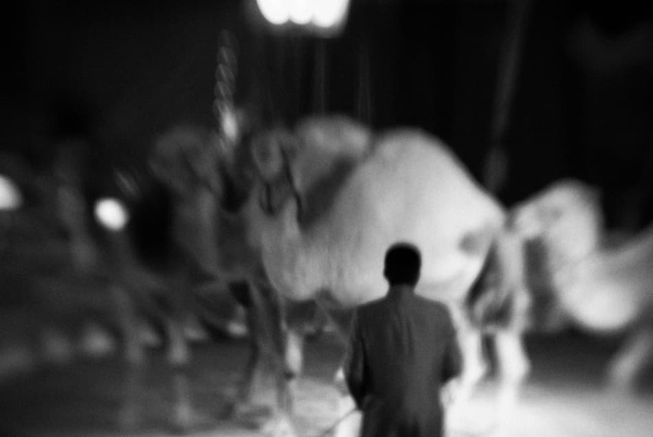 Man and Camels at Night by Codrin Lupei — canvas wall art