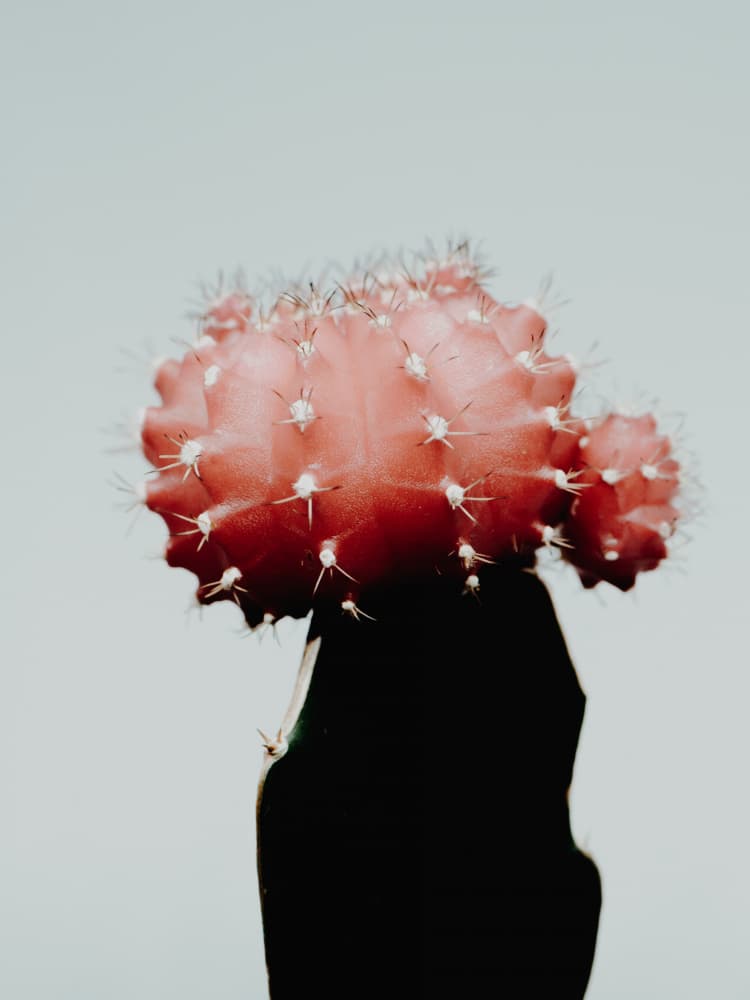Bold Red Cactus by Magda Izzard — canvas wall art
