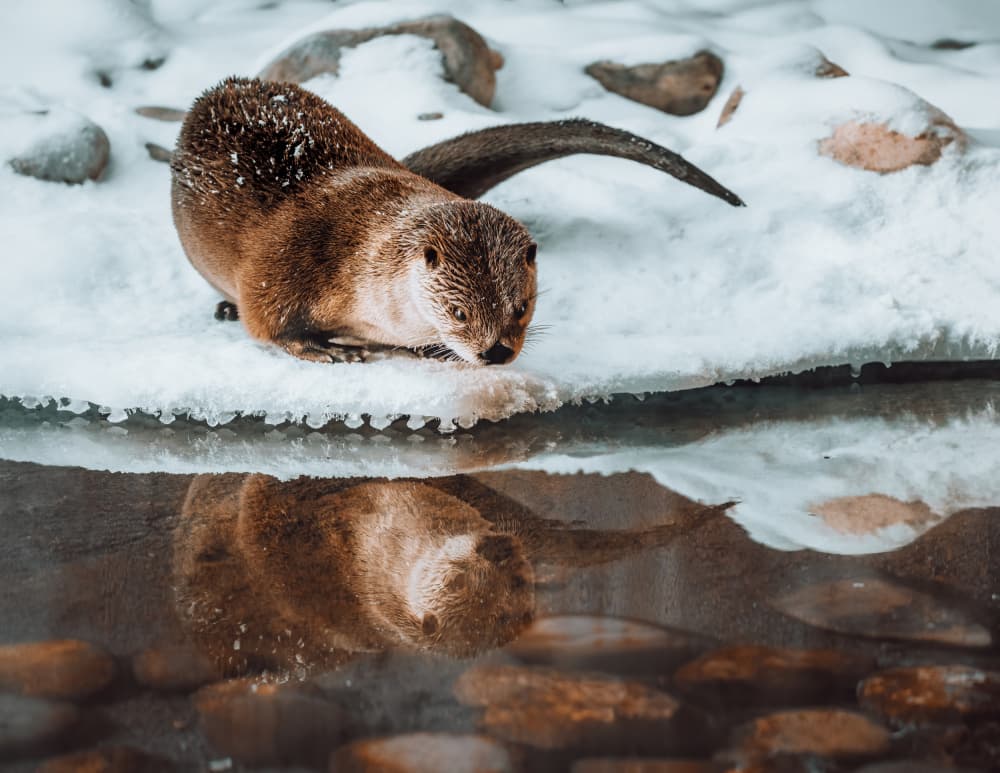 Otter Winter Reflection by Alex Zhao — canvas wall art