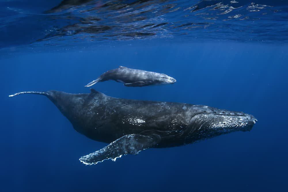 Humpback Whale Mother Calf by Cédric Péneau — canvas wall art