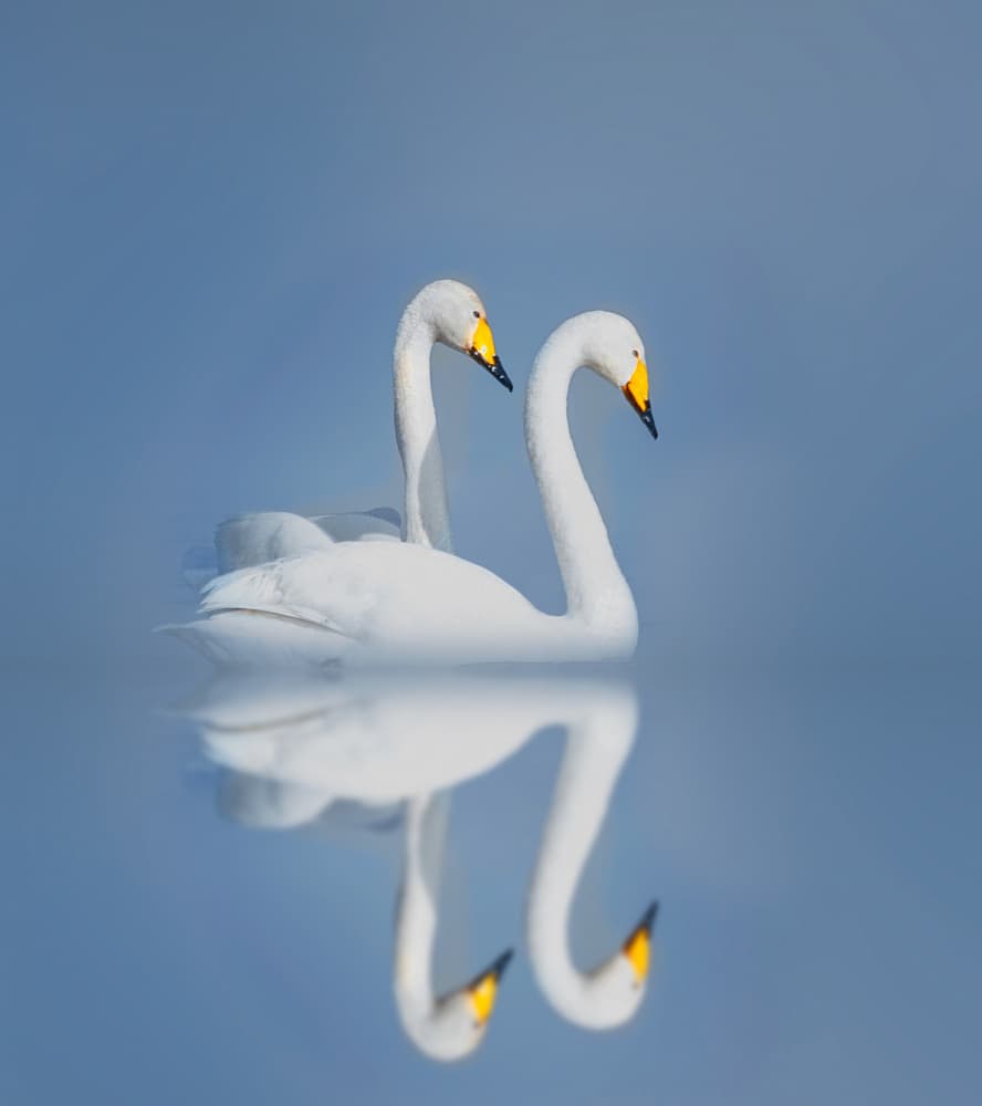 Serene Swan Pair by Erik Engström — canvas wall art