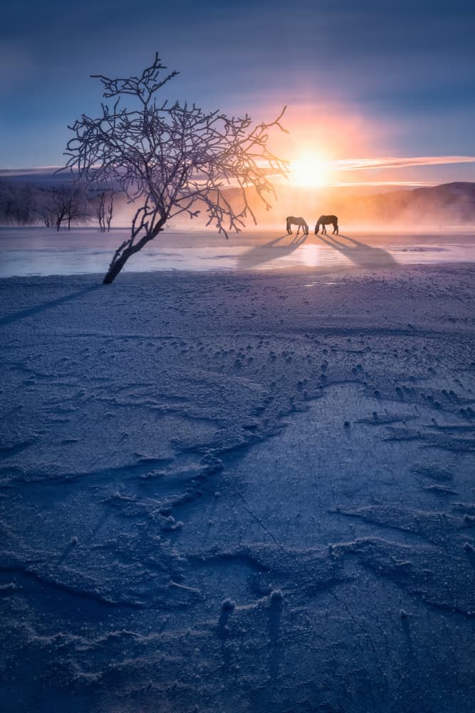 Sunlit Winter Horses by Songlin Xu — canvas wall art
