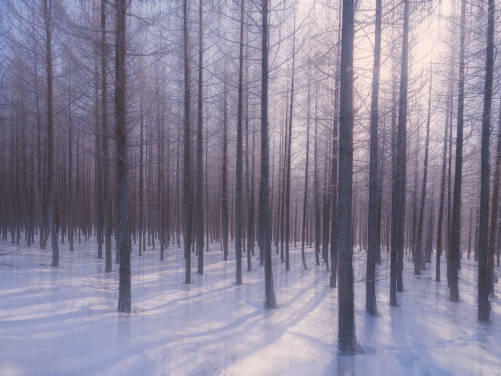 Sunlit Winter Forest by Cai  ning — canvas wall art
