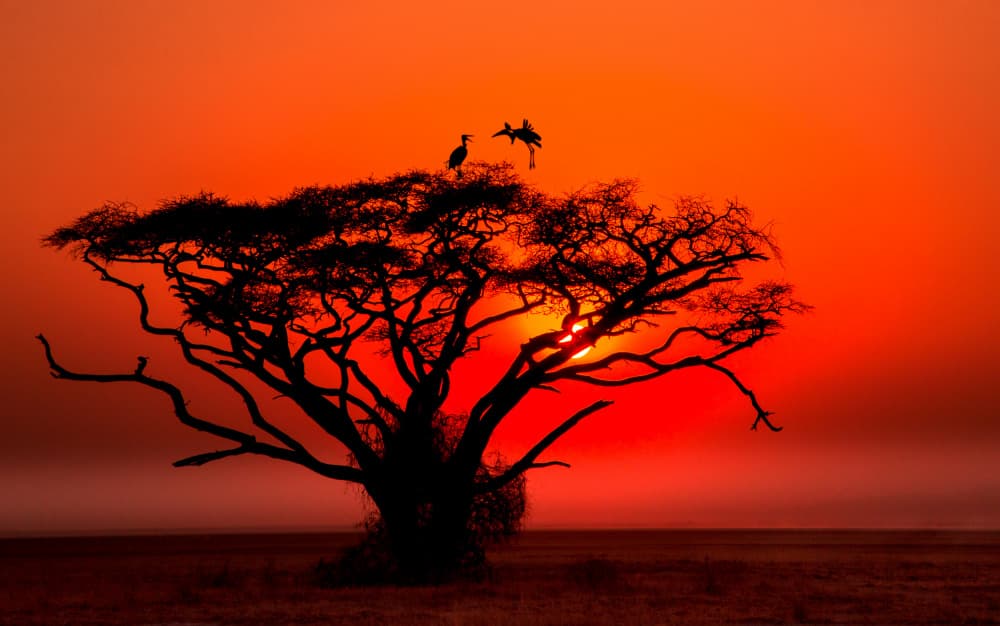 African Sunset Tree Silhouette by Jie Jin — canvas wall art