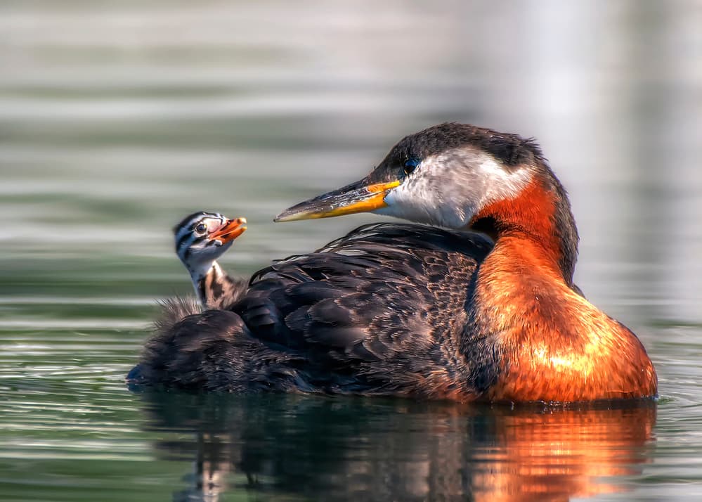 Gentle Grebe Family by Louie Luo — canvas wall art