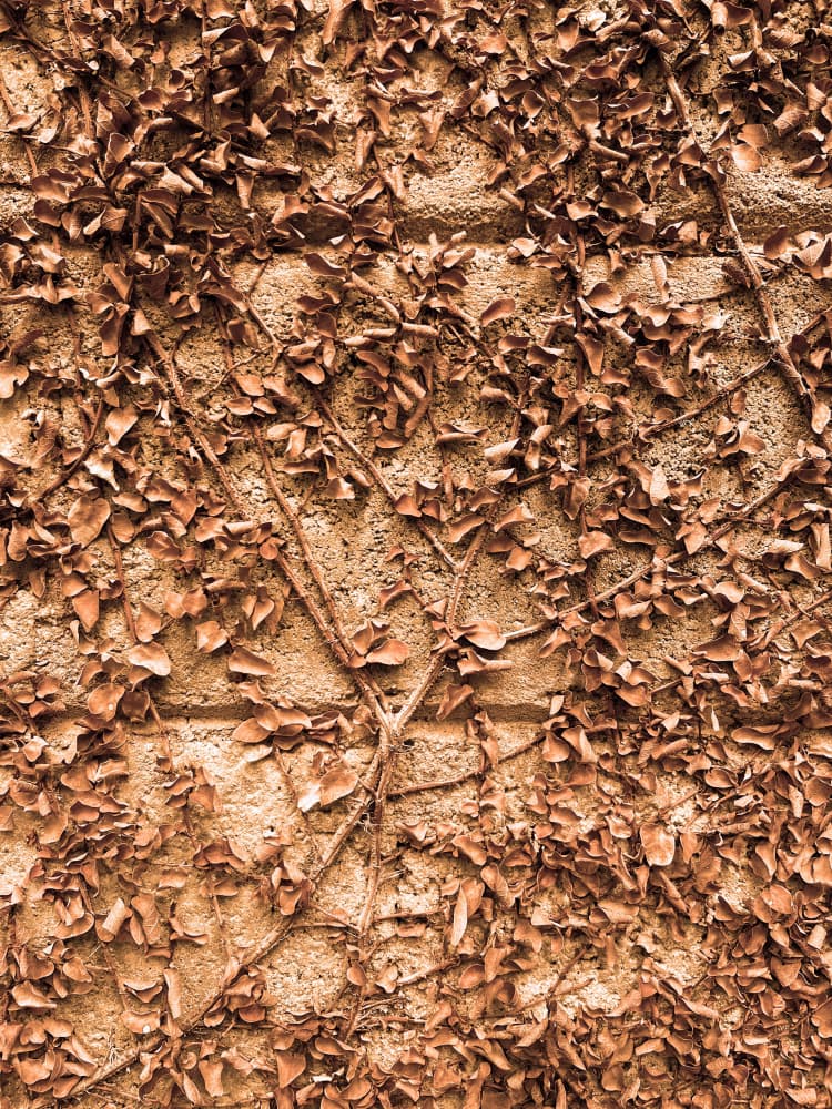 Textured Autumn Leaves by Santhosh ch — canvas wall art