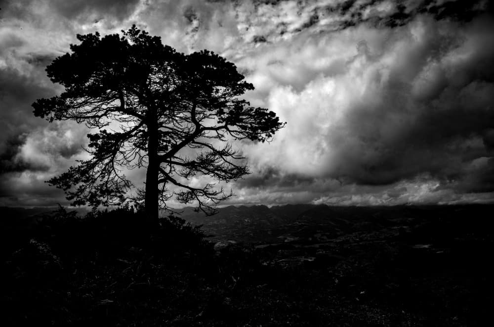 Solitary Tree Dramatic Sky by Ralf Kayser — canvas wall art