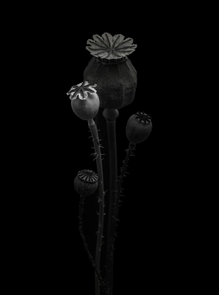 Dark Poppy Pods by Lotte Grønkjær — canvas wall art