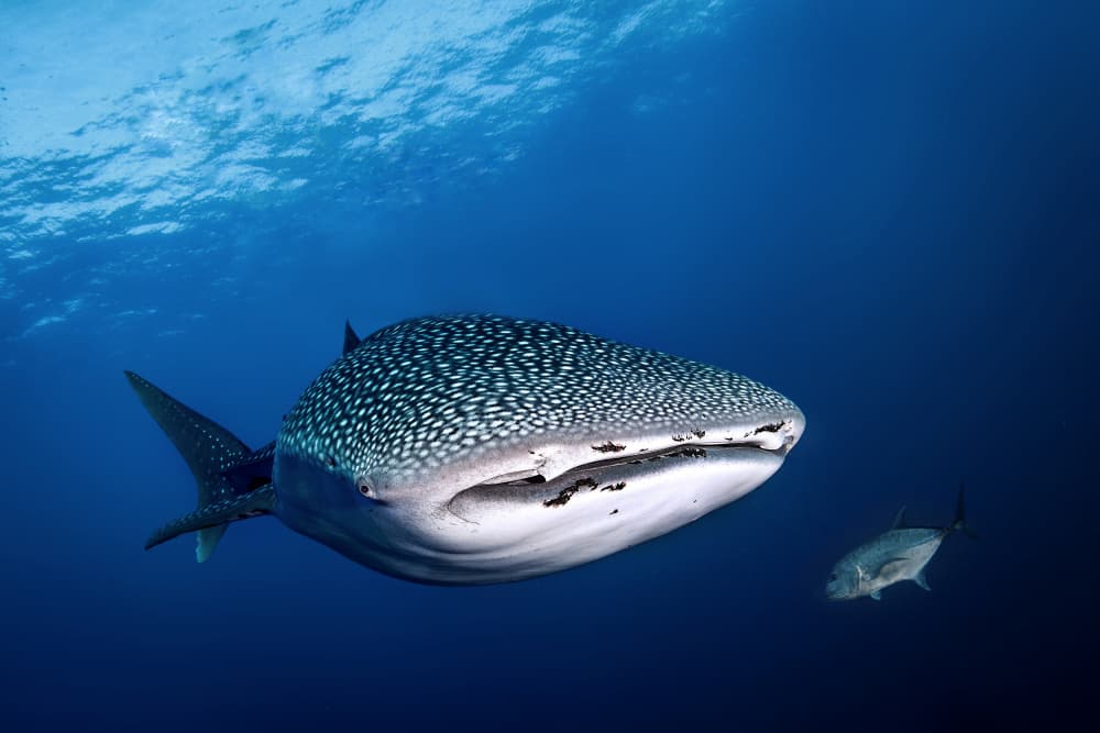 Gentle Giant Underwater by Cédric Péneau — canvas wall art