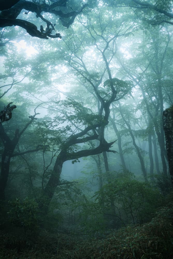 Misty Green Forest by Motoki Sumita — canvas wall art