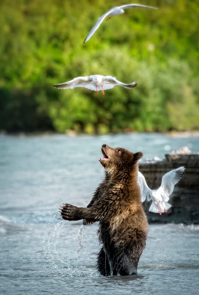 Playful Bear Cub by Roshkumar — canvas wall art