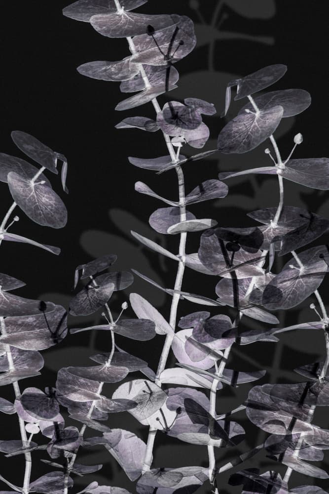 Eucalyptus Shadow Play