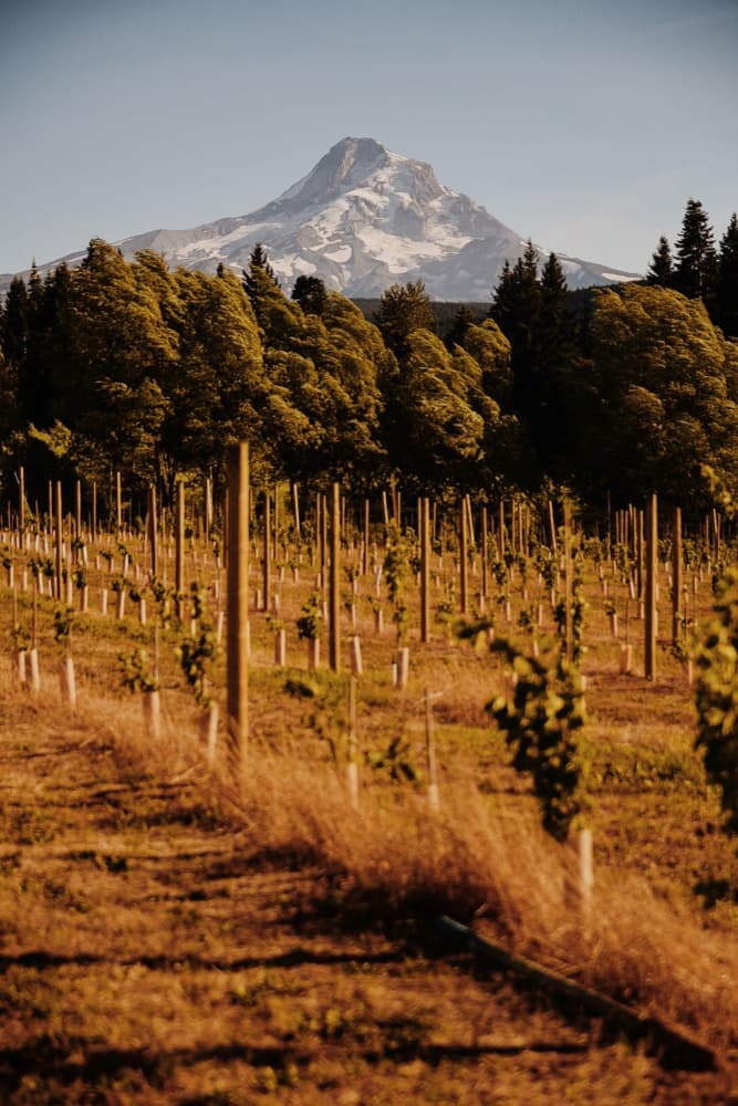 Vineyard Mountain View by Del Mundo Imagery — canvas wall art