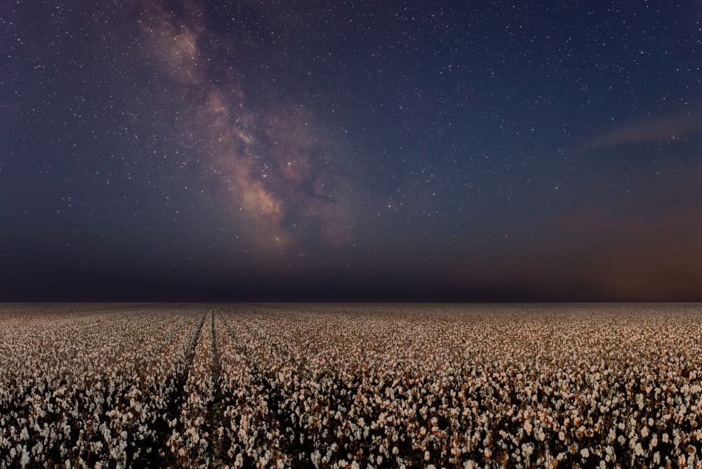 Cotton Field Under Stars by אייל בר אור • Eyal Bar Or — canvas wall art